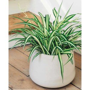 Five fully rooted spider babies